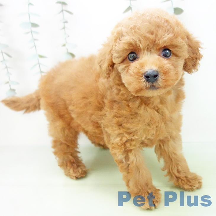 三重県のトイプードル(トイ) (ペットプラス 鈴鹿店/2025年9月3日生まれ/女の子/アプリコット)の子犬の1枚目の画像