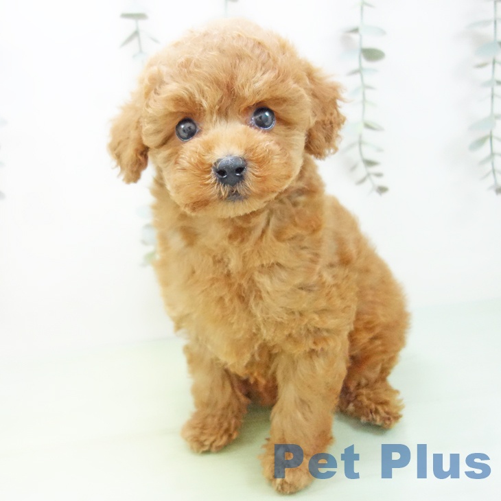 三重県のトイプードル(トイ) (ペットプラス 鈴鹿店/2025年9月3日生まれ/女の子/アプリコット)の子犬の2枚目の画像