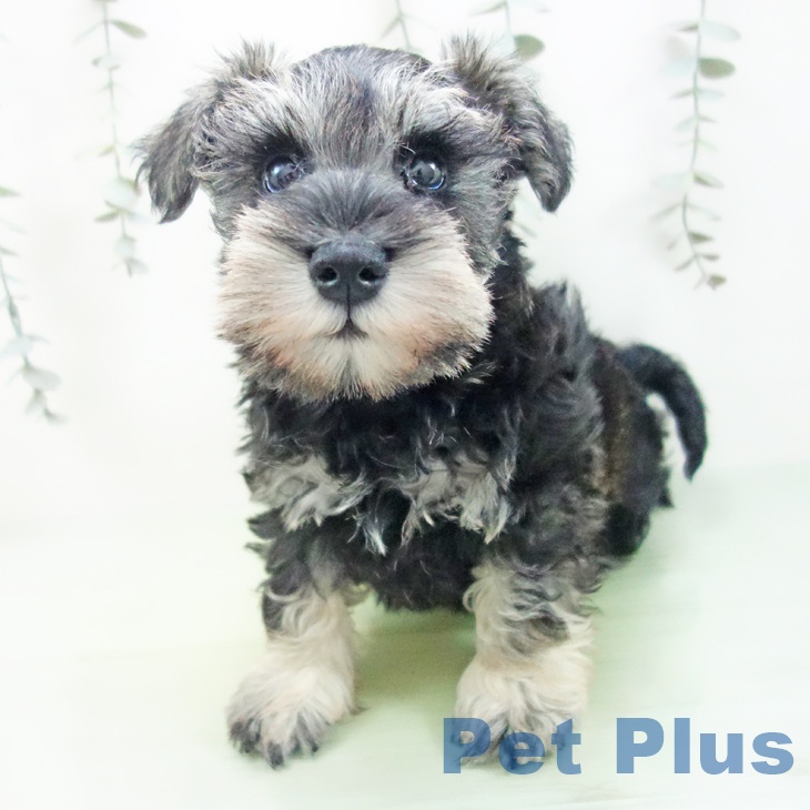 愛知県のミニチュアシュナウザー (ペットプラス イオンモール豊川店/2025年9月3日生まれ/男の子/ソルトペッパー)の子犬の1枚目の画像