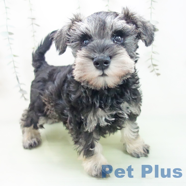 愛知県のミニチュアシュナウザー (ペットプラス イオンモール豊川店/2025年9月3日生まれ/男の子/ソルトペッパー)の子犬の2枚目の画像