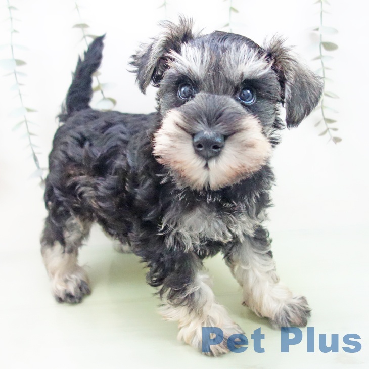 岐阜県のミニチュアシュナウザー (ペットプラス 各務原店/2025年9月3日生まれ/男の子/ソルトペッパー)の子犬の1枚目の画像