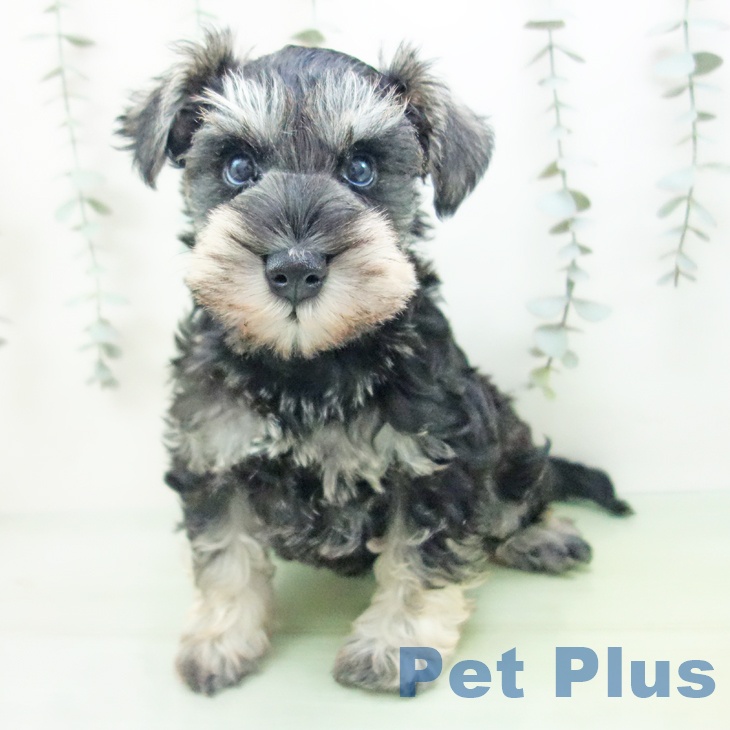岐阜県のミニチュアシュナウザー (ペットプラス 各務原店/2025年9月3日生まれ/男の子/ソルトペッパー)の子犬の2枚目の画像