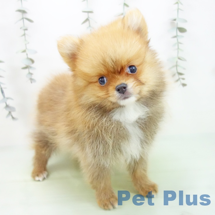 愛知県のポメラニアン (ペットプラス 名古屋茶屋店/2025年9月2日生まれ/男の子/オレンジ)の子犬の1枚目の画像