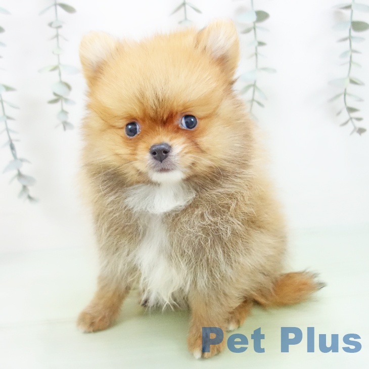 愛知県のポメラニアン (ペットプラス 名古屋茶屋店/2025年9月2日生まれ/男の子/オレンジ)の子犬の2枚目の画像