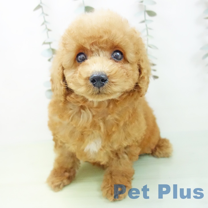 愛知県のトイプードル(トイ) (ペットプラス 東浦店/2025年9月2日生まれ/男の子/レッド)の子犬の1枚目の画像