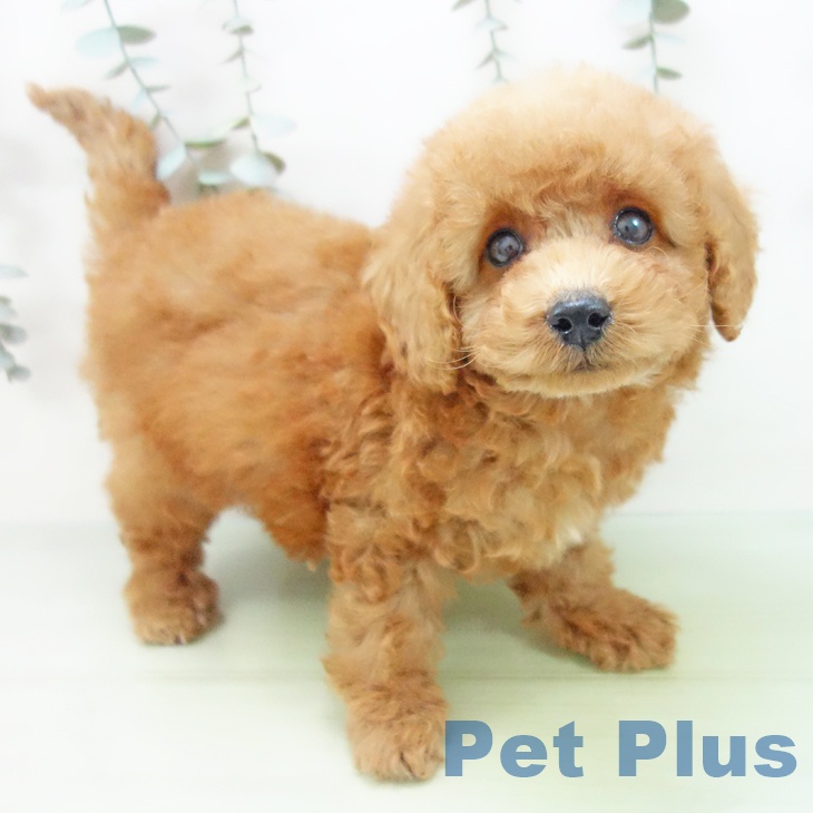 愛知県のトイプードル(トイ) (ペットプラス 東浦店/2025年9月2日生まれ/男の子/レッド)の子犬の2枚目の画像