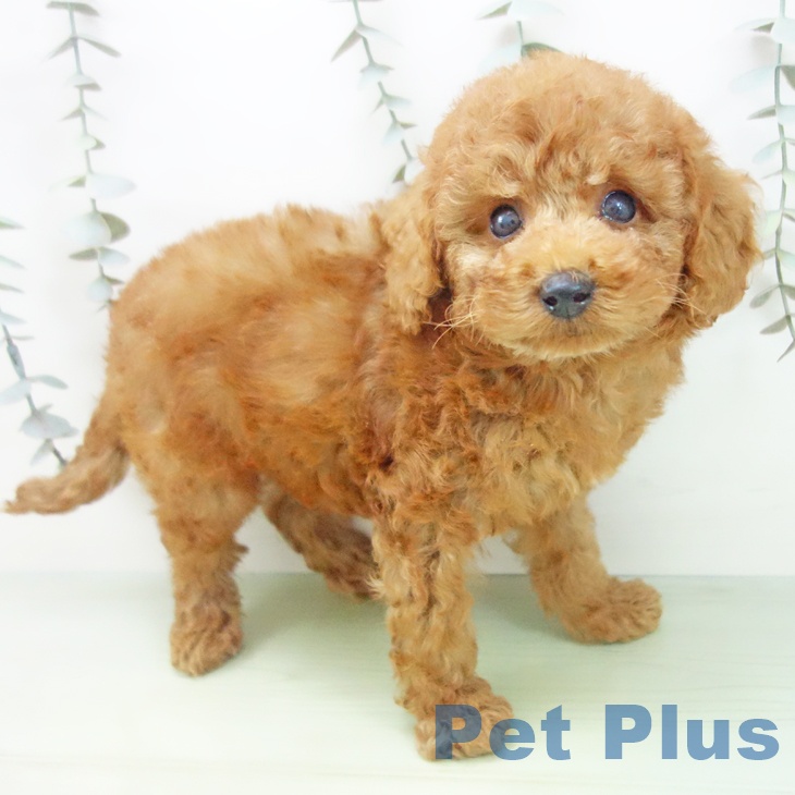 愛知県のトイプードル(トイ) (ペットプラス 熱田店/2025年9月2日生まれ/男の子/レッド)の子犬の1枚目の画像