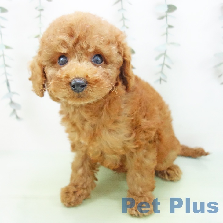 愛知県のトイプードル(トイ) (ペットプラス 熱田店/2025年9月2日生まれ/男の子/レッド)の子犬の2枚目の画像