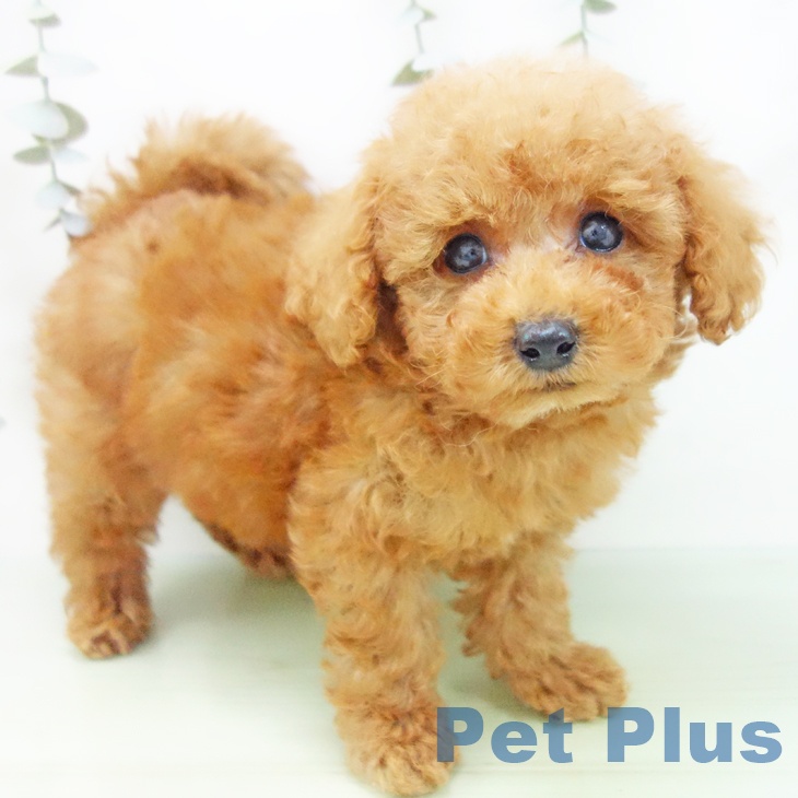 岐阜県のトイプードル(トイ) (ペットプラス 各務原店/2025年9月2日生まれ/男の子/レッド)の子犬の1枚目の画像