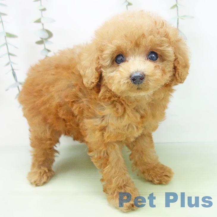 愛知県のトイプードル(トイ) (ペットプラス ナゴヤドーム前店/2025年9月2日生まれ/女の子/レッド)の子犬の2枚目の画像