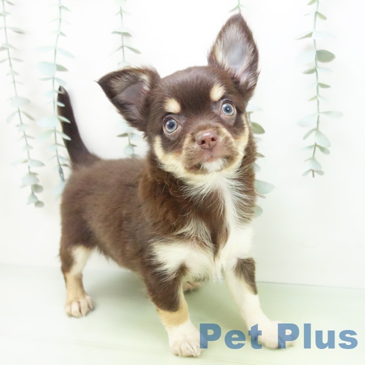 石川県のチワワ(ロング) (ペットプラス 白山店/2025年9月2日生まれ/男の子/チョコレートタンホワイト)の子犬の1枚目の画像