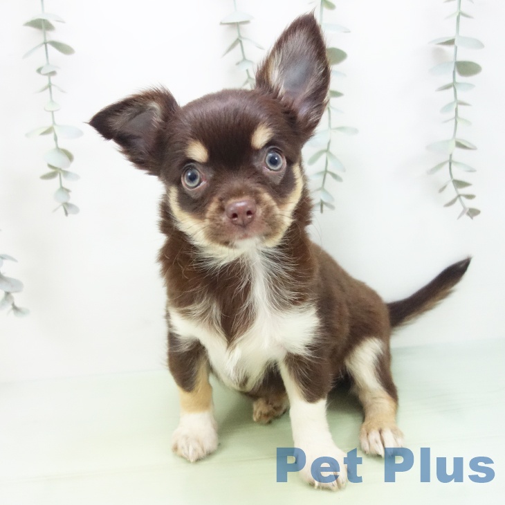 石川県のチワワ(ロング) (ペットプラス 白山店/2025年9月2日生まれ/男の子/チョコレートタンホワイト)の子犬の2枚目の画像