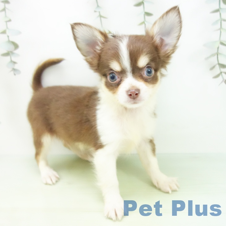 愛知県のチワワ(ロング) (ペットプラス 豊田店/2025年9月2日生まれ/男の子/チョコレートクリームホワイト)の子犬の1枚目の画像