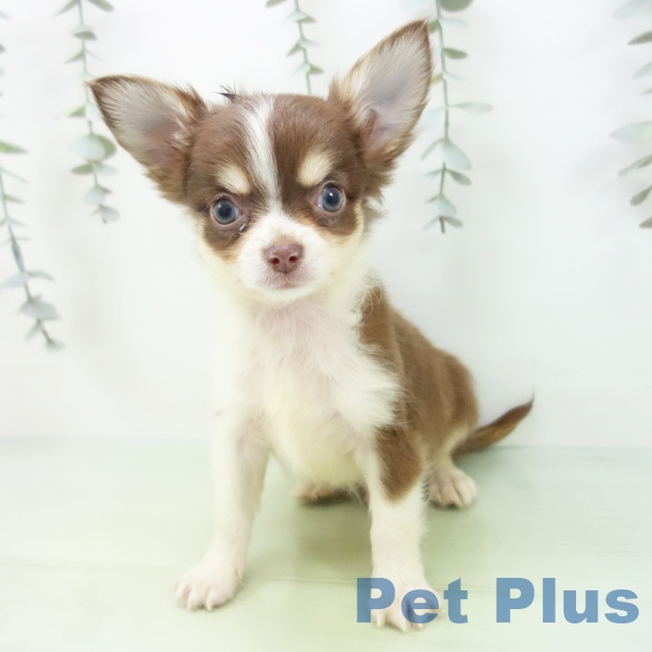 愛知県のチワワ(ロング) (ペットプラス 豊田店/2025年9月2日生まれ/男の子/チョコレートクリームホワイト)の子犬の2枚目の画像