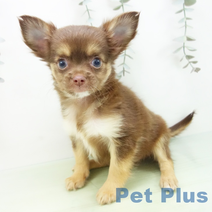 愛知県のチワワ(ロング) (ペットプラス イオンモール豊川店/2025年9月2日生まれ/女の子/チョコレートタン)の子犬の1枚目の画像