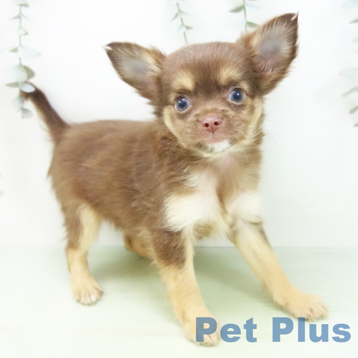 愛知県のチワワ(ロング) (ペットプラス イオンモール豊川店/2025年9月2日生まれ/女の子/チョコレートタン)の子犬の2枚目の画像