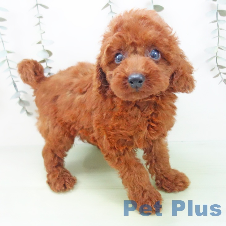 石川県のトイプードル(トイ) (ペットプラス 新小松店/2025年8月31日生まれ/男の子/レッド)の子犬