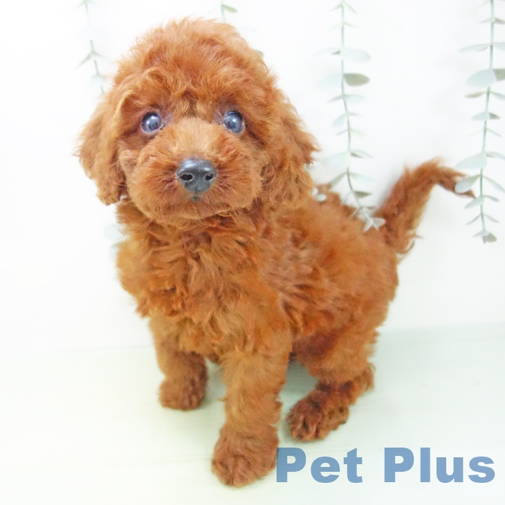 石川県のトイプードル(トイ) (ペットプラス 新小松店/2025年8月31日生まれ/男の子/レッド)の子犬の2枚目の画像