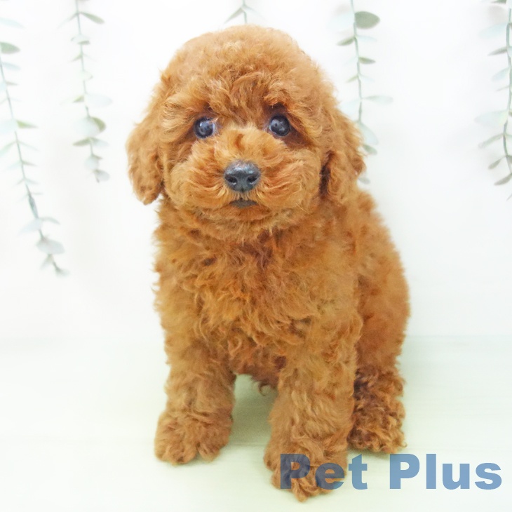 愛知県のトイプードル(トイ) (ペットプラス 三好店/2025年9月2日生まれ/男の子/レッド)の子犬の1枚目の画像