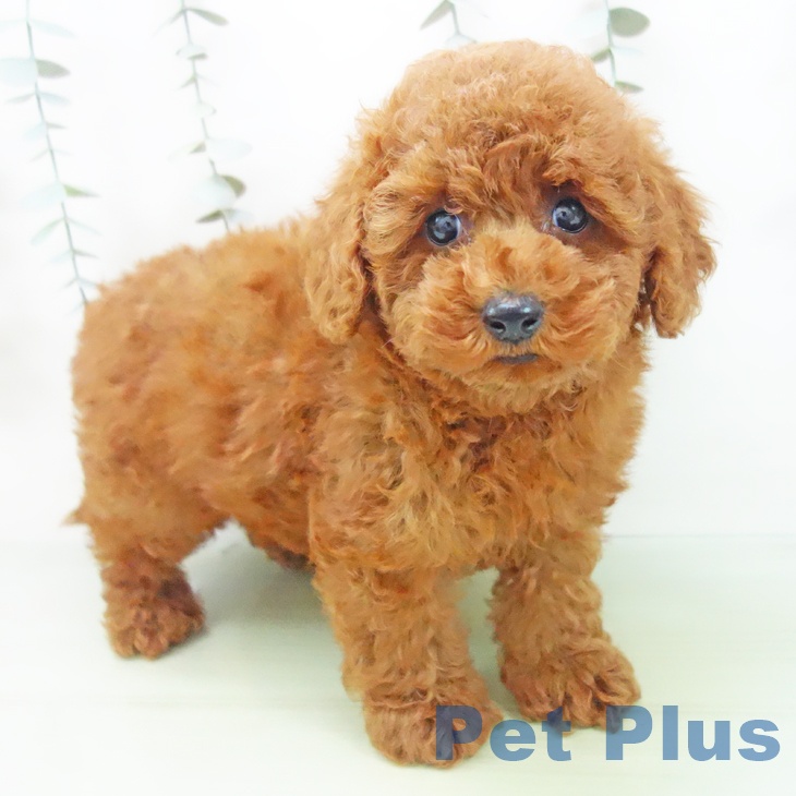 愛知県のトイプードル(トイ) (ペットプラス 三好店/2025年9月2日生まれ/男の子/レッド)の子犬の2枚目の画像