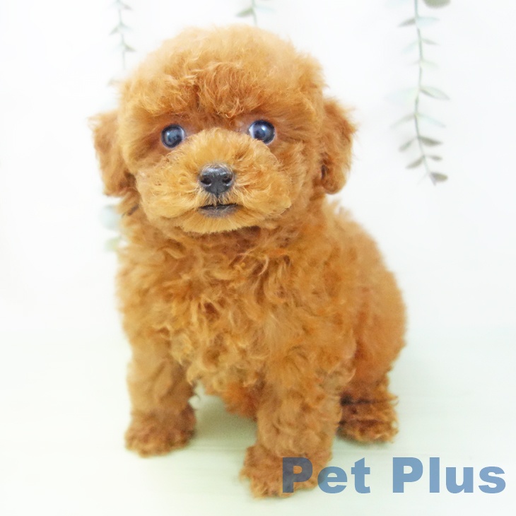 石川県のトイプードル(トイ) (ペットプラス 白山店/2025年9月2日生まれ/女の子/レッド)の子犬の1枚目の画像