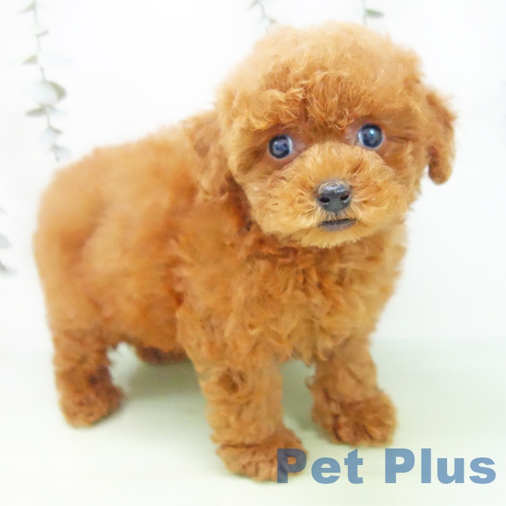 石川県のトイプードル(トイ) (ペットプラス 白山店/2025年9月2日生まれ/女の子/レッド)の子犬の2枚目の画像