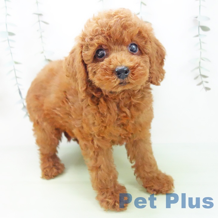 三重県のトイプードル(トイ) (ペットプラス 東員店/2025年9月2日生まれ/女の子/レッド)の子犬の1枚目の画像