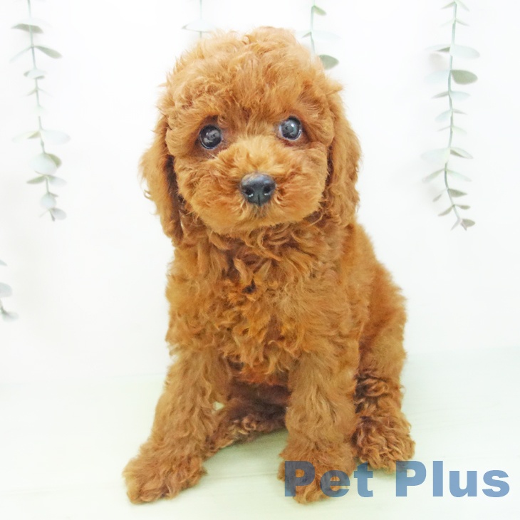 三重県のトイプードル(トイ) (ペットプラス 東員店/2025年9月2日生まれ/女の子/レッド)の子犬の2枚目の画像