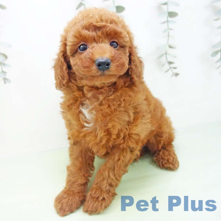 愛知県のトイプードル(トイ) (ペットプラス 東浦店/2025年9月1日生まれ/男の子/レッド)の子犬の1枚目の画像
