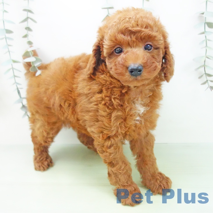 愛知県のトイプードル(トイ) (ペットプラス 東浦店/2025年9月1日生まれ/男の子/レッド)の子犬の2枚目の画像