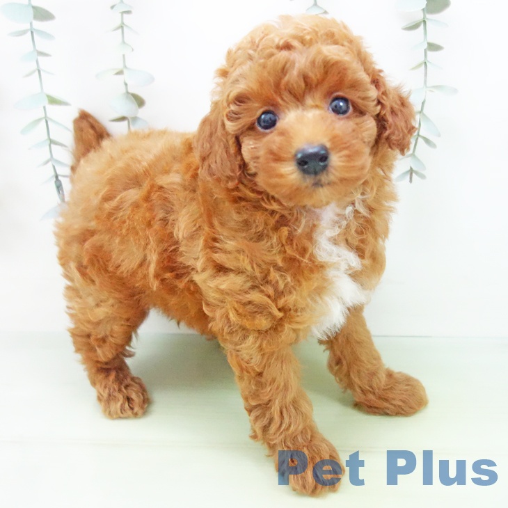 岐阜県のトイプードル(トイ) (ペットプラス 光ケ丘店/2025年9月1日生まれ/男の子/レッド)の子犬の1枚目の画像