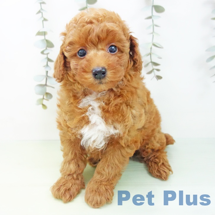 岐阜県のトイプードル(トイ) (ペットプラス 光ケ丘店/2025年9月1日生まれ/男の子/レッド)の子犬の2枚目の画像