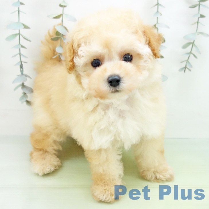 愛知県のトイプードル(トイ) (ペットプラス 岡崎店/2025年9月3日生まれ/女の子/クリーム)の子犬の1枚目の画像