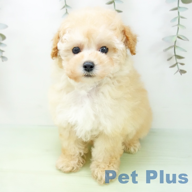 愛知県のトイプードル(トイ) (ペットプラス 岡崎店/2025年9月3日生まれ/女の子/クリーム)の子犬の2枚目の画像