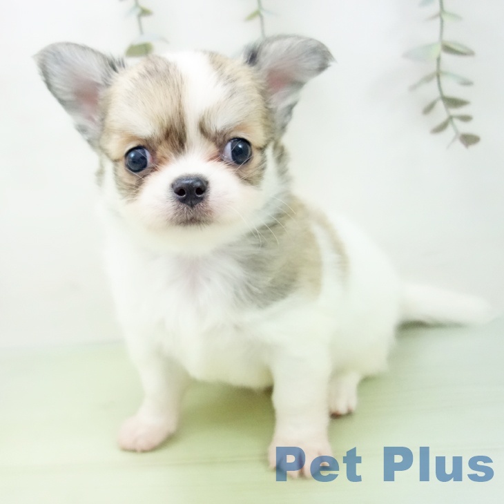 愛知県のチワワ(ロング) (ペットプラス 岡崎店/2025年9月3日生まれ/男の子/ホワイトフォーン)の子犬の1枚目の画像
