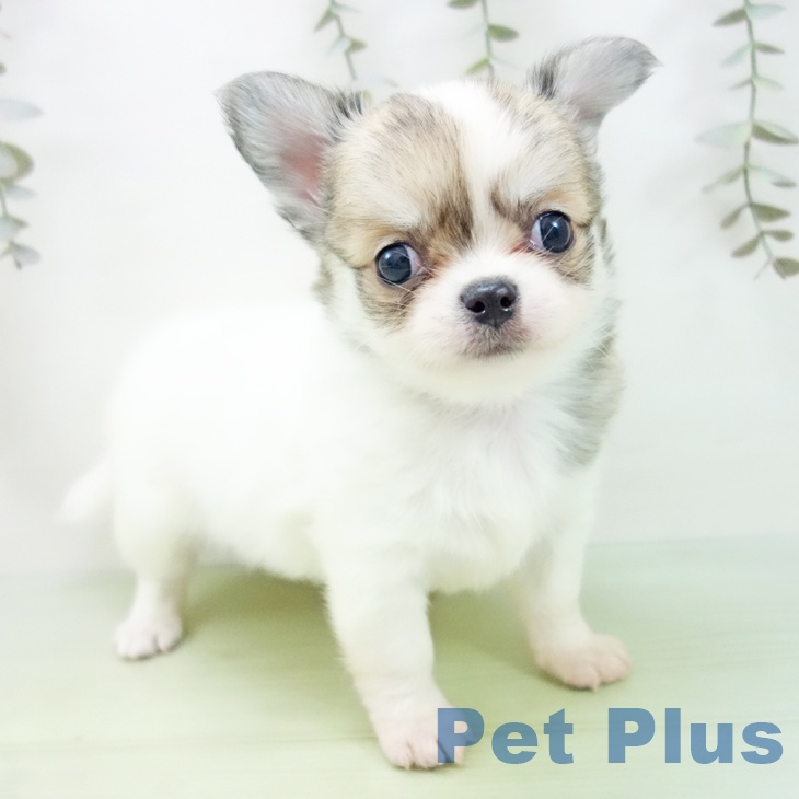 愛知県のチワワ(ロング) (ペットプラス 岡崎店/2025年9月3日生まれ/男の子/ホワイトフォーン)の子犬の2枚目の画像