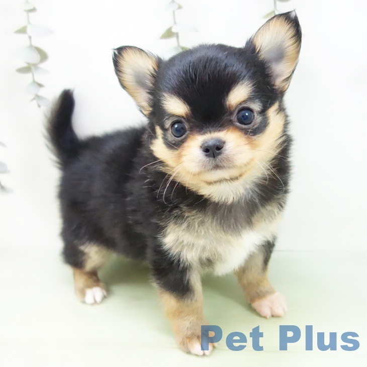 愛知県のチワワ(ロング) (ペットプラス ナゴヤドーム前店/2025年9月3日生まれ/男の子/ブラックタンホワイト)の子犬の1枚目の画像