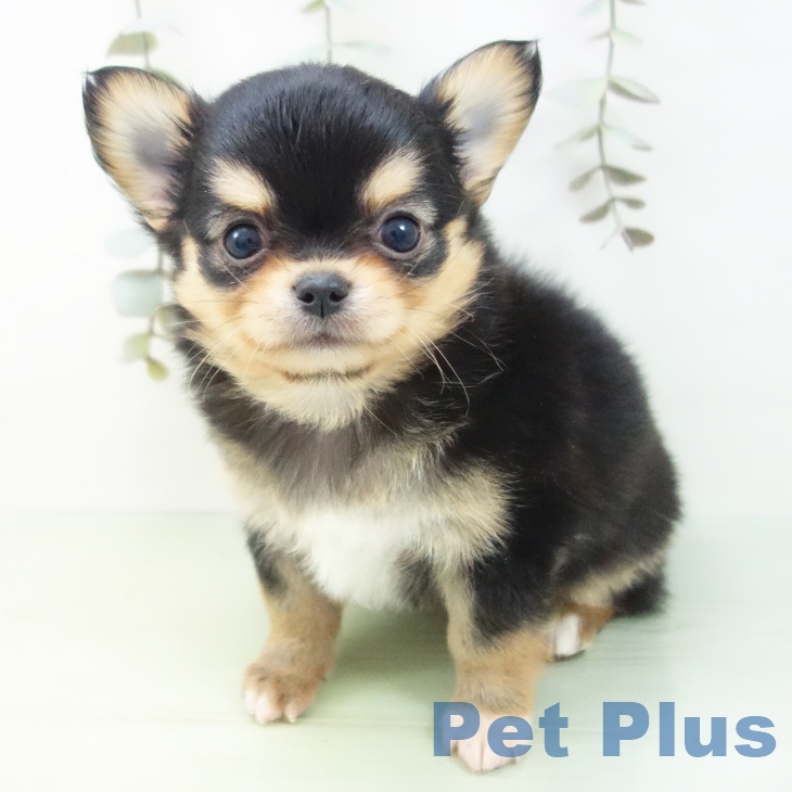 愛知県のチワワ(ロング) (ペットプラス ナゴヤドーム前店/2025年9月3日生まれ/男の子/ブラックタンホワイト)の子犬の2枚目の画像