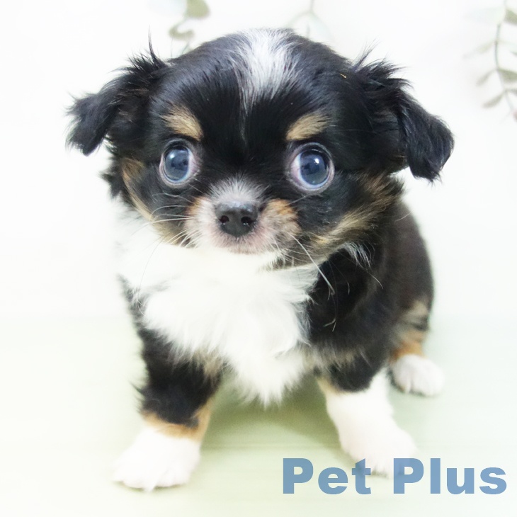 愛知県のチワワ(ロング) (ペットプラス 三好店/2025年9月3日生まれ/男の子/ブラックタンホワイト)の子犬の1枚目の画像