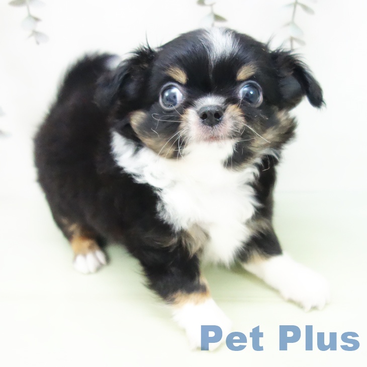 愛知県のチワワ(ロング) (ペットプラス 三好店/2025年9月3日生まれ/男の子/ブラックタンホワイト)の子犬の2枚目の画像