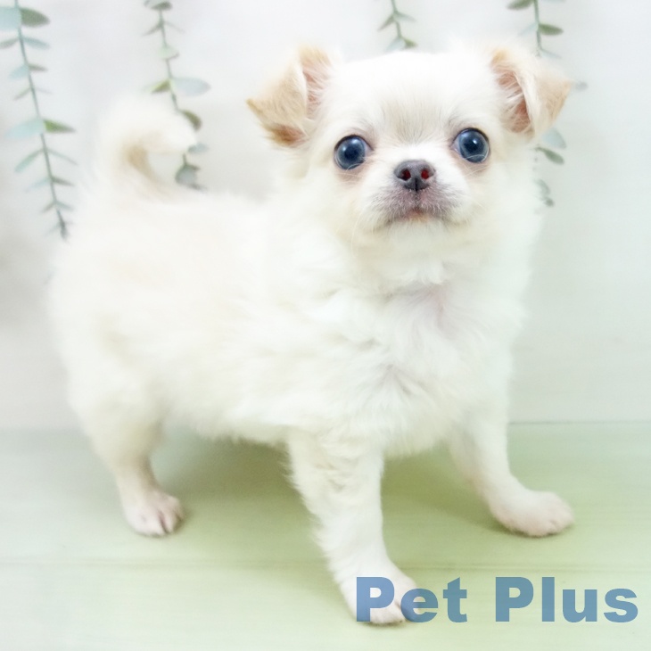 愛知県のチワワ(ロング) (ペットプラス イオンモール豊川店/2025年8月27日生まれ/男の子/クリームホワイト)の子犬の1枚目の画像