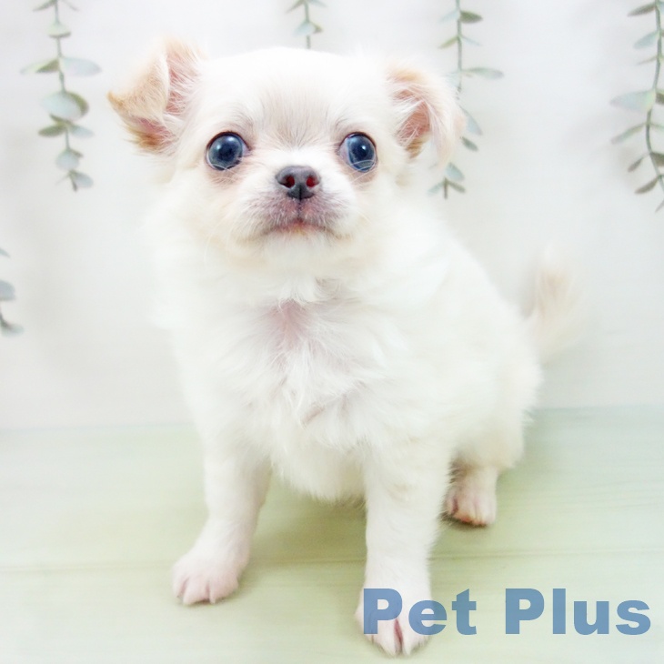 愛知県のチワワ(ロング) (ペットプラス イオンモール豊川店/2025年8月27日生まれ/男の子/クリームホワイト)の子犬の2枚目の画像