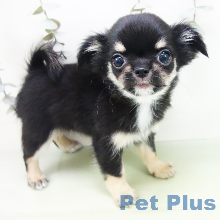 愛知県のチワワ(ロング) (ペットプラス 岡崎店/2025年9月3日生まれ/女の子/ブラックタンホワイト)の子犬の1枚目の画像