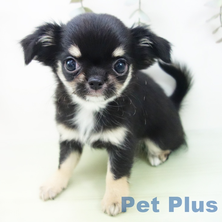 愛知県のチワワ(ロング) (ペットプラス 岡崎店/2025年9月3日生まれ/女の子/ブラックタンホワイト)の子犬の2枚目の画像