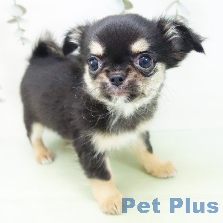 岐阜県のチワワ(ロング) (ペットプラス 各務原店/2025年9月3日生まれ/女の子/ブラックタンホワイト)の子犬の1枚目の画像