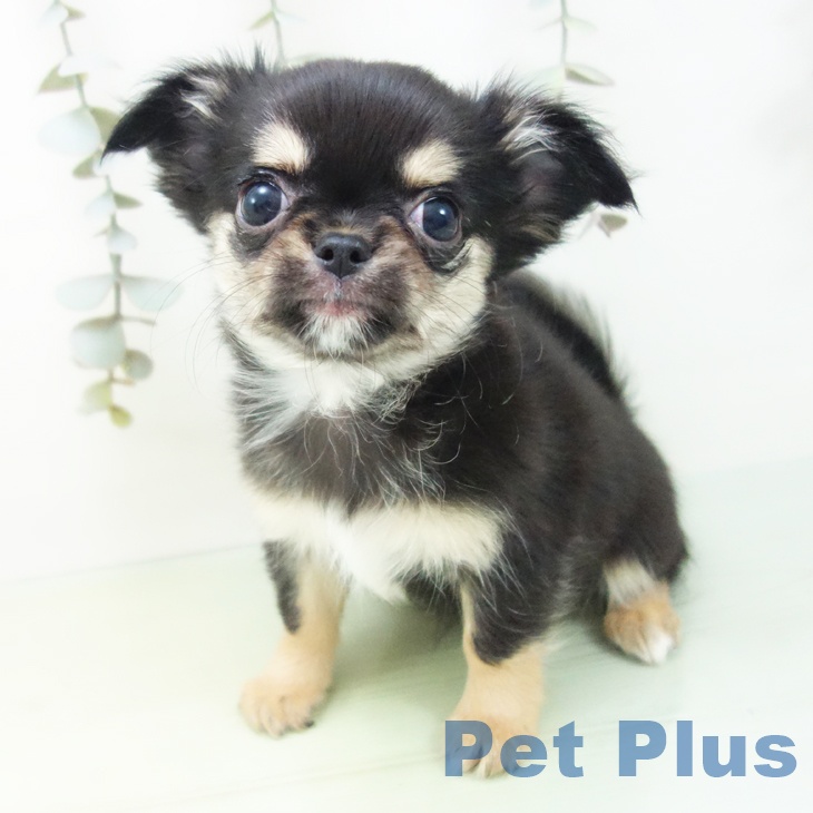 岐阜県のチワワ(ロング) (ペットプラス 各務原店/2025年9月3日生まれ/女の子/ブラックタンホワイト)の子犬の2枚目の画像