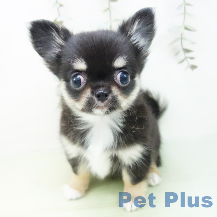 愛知県のチワワ(ロング) (ペットプラス ナゴヤドーム前店/2025年9月3日生まれ/女の子/ブラックタンホワイト)の子犬の1枚目の画像