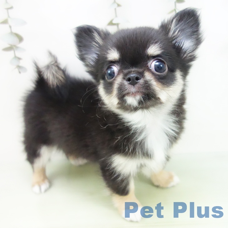 愛知県のチワワ(ロング) (ペットプラス ナゴヤドーム前店/2025年9月3日生まれ/女の子/ブラックタンホワイト)の子犬の2枚目の画像