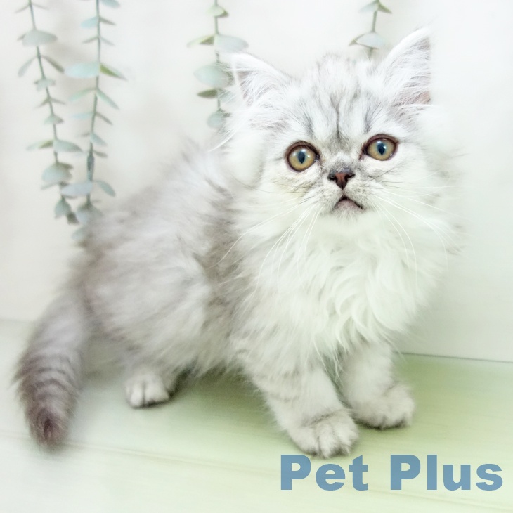 愛知県のサイベリアン (ペットプラス mozoワンダーシティ店/2025年9月2日生まれ/女の子/シルバータビー)の子猫の2枚目の画像