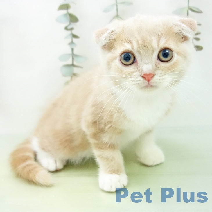 三重県のスコティッシュフォールド (ペットプラス 鈴鹿店/2025年8月24日生まれ/男の子/クリームタビーホワイト)の子猫の1枚目の画像